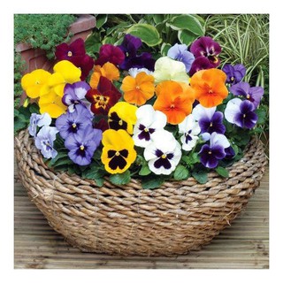 Gói 20 hạt giống hoa păng xê pansy mix màu hạt giống hoa pansy đơn mix 20 hạt/ gói