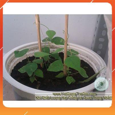 15h Hạt Giống Sương Sâm Lông (Tiliacora triandra) NNF1