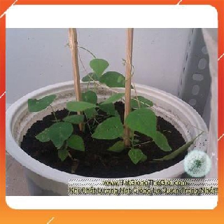 15h hạt giống sương sâm lông nnf1
