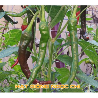 Hạt Giống Ớt Hàn Quốc - 30 Hạt