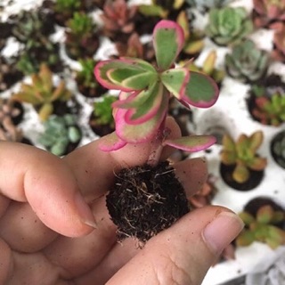 Sen đá❤️Sen đá mini/Sen vỉ [GIÁ SIÊU RẺ] ❤️❤️