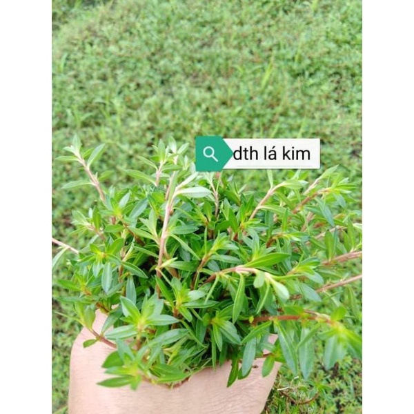 cây thủy sinh diệp tài hồng lá kim