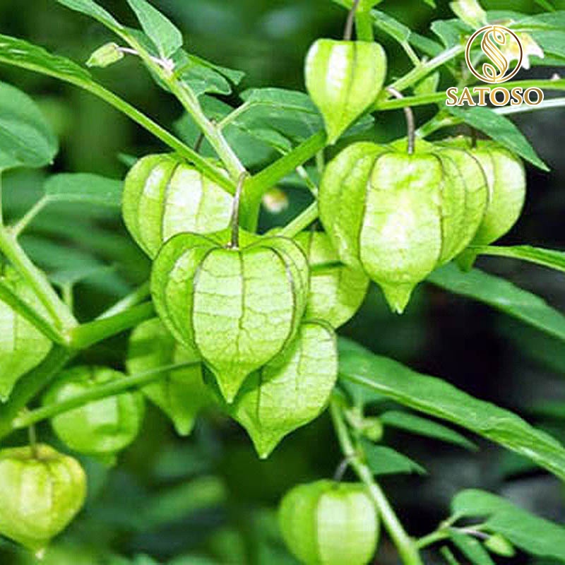 Cây tầm bóp SATOSO 1kg giúp hỗ trợ cho người bị Gout, đái tháo đường vô cùng hiệu quả SA46