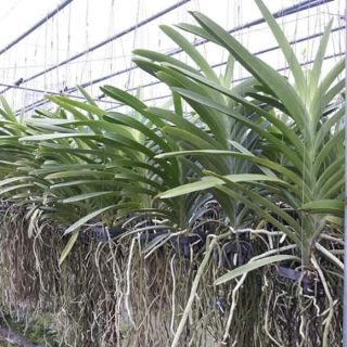 Lan vanda trưởng thành sắp hoa