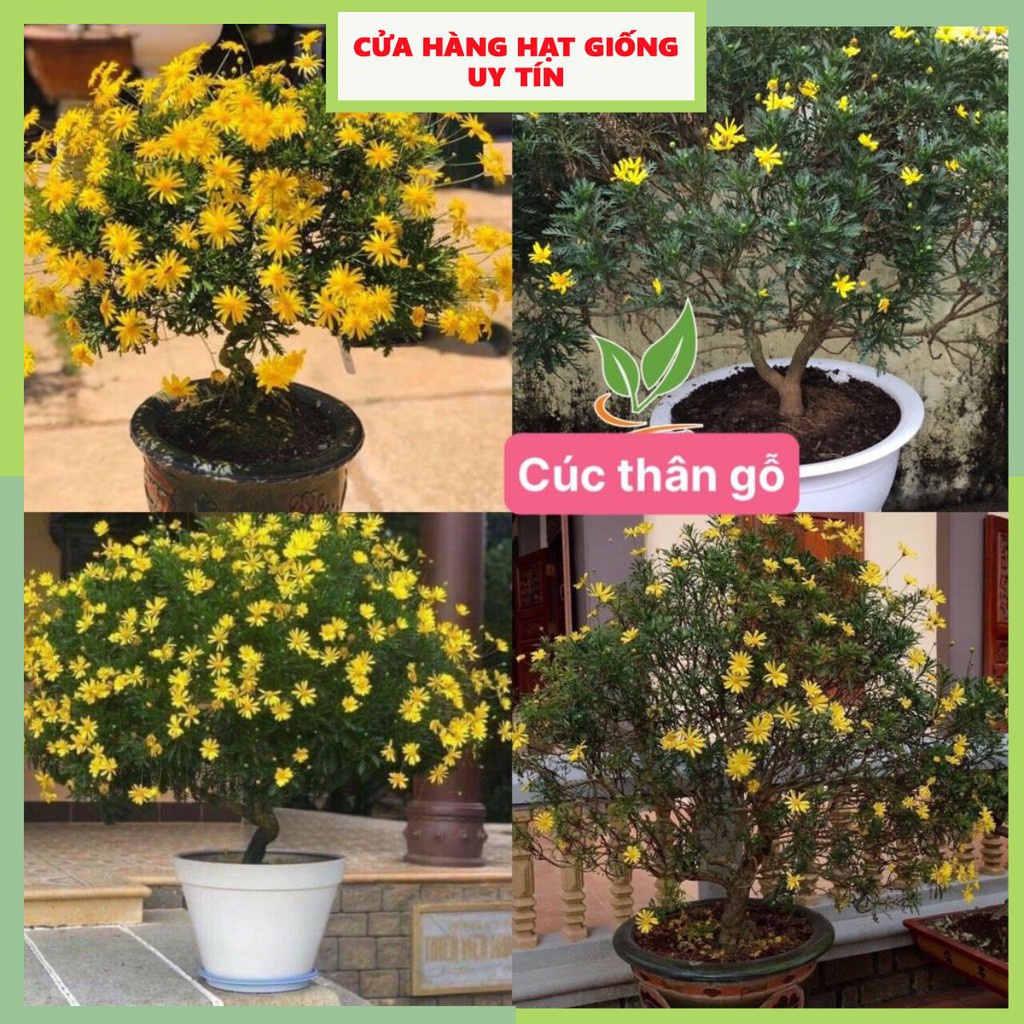 Hạt Giống Hoa Cúc Thân Gỗ F1 Loại siêu dễ trồng hoa nở đẹp [ gói 50gram,100gram,200gram ]