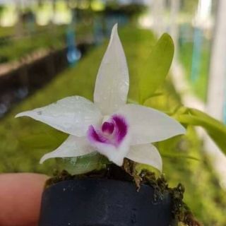 Hoa phong lan phi điệp trắng thái cây giống