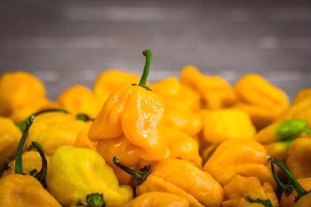 Hạt giống Ớt Siêu Cay Habanero vàng