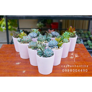 Chậu cốc hàn xuất khẩu loại to trồng cây cảnh mini để bàn sen đá xương rồng