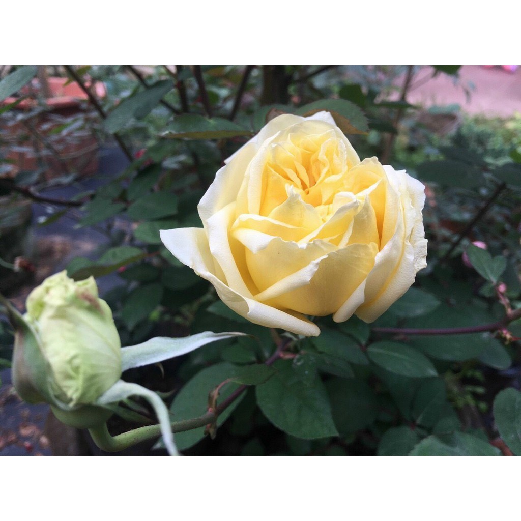 Hoa hồng cổ quý hiếm hoàng vân khôi cây đã có hoa bói cao 35-40cm (ảnh 1-4)-Không giao dc 19 tỉnh Miền Nam