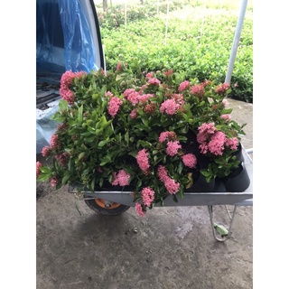 bông trang ( mẫu đơn ) Hồng phấn lá chanh