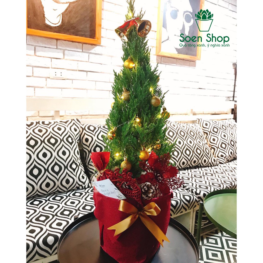 Tùng thơm - Quà tặng Noel
