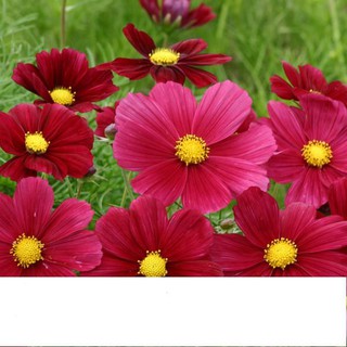 Hạt giống hoa sao nhái kép đỏ 0,1gr