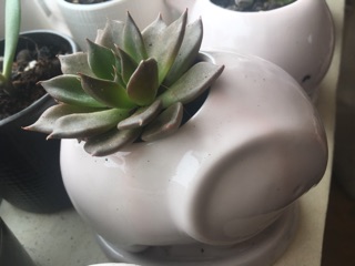 chậu sứ hình thú cưng + sen đá