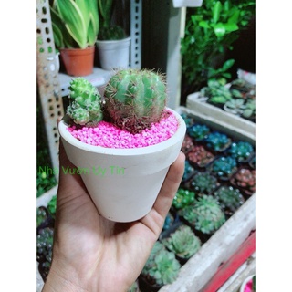 Chậu Cây Xương Rồng
