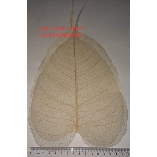 XƯƠNG LÁ SIZE LỚN 13cm -15cm