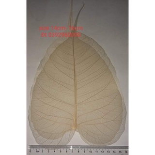 Xương lá size lớn 13cm -15cm