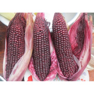 Hạt giống ngô nếp tím Thái ( gói 5gram - 30 hạt )
