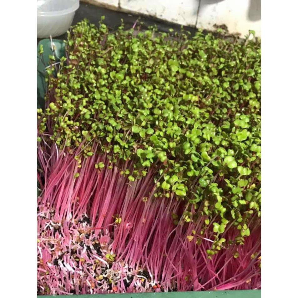 Hạt giống mầm củ cải đỏ -50gr (Hàng Loại 1)