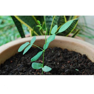 Hạt Giống Hoa Đậu Biếc Gói 2gr