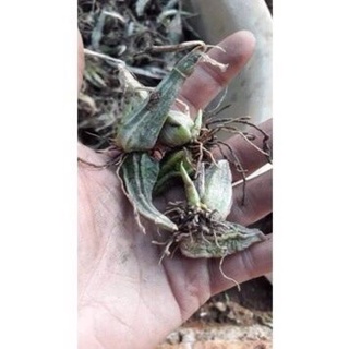 Củ hoa Lan bầurượi hoa tết(2 củ)