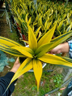 Lưỡi hổ hoàng kim