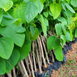 Com bo 10 cây giống bo khai