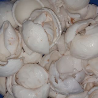 Dừa non đã làm sạch 3kg ( hàng đặt trước 1-2 ngày)