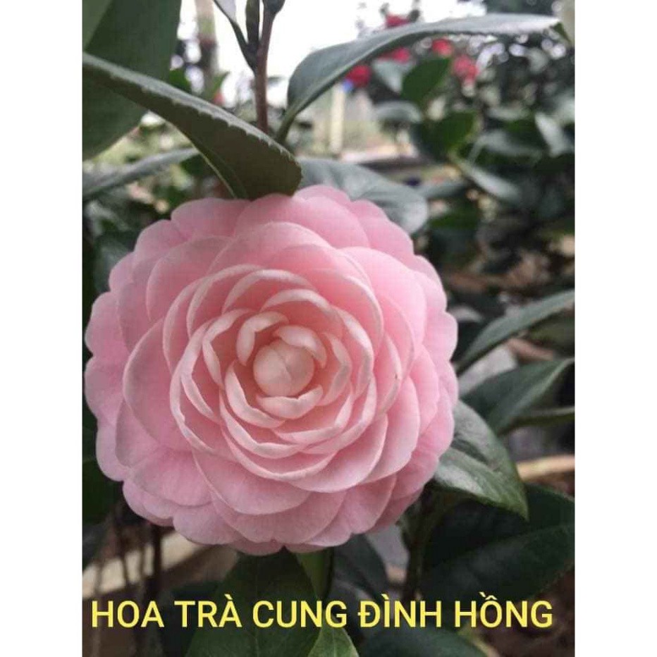 Trà My Cổ 🌸FREESHIP🌸 Tinh Hoa Trà Việt - Cung Đình Hồng [ Cây 4 Năm Tuổi ]