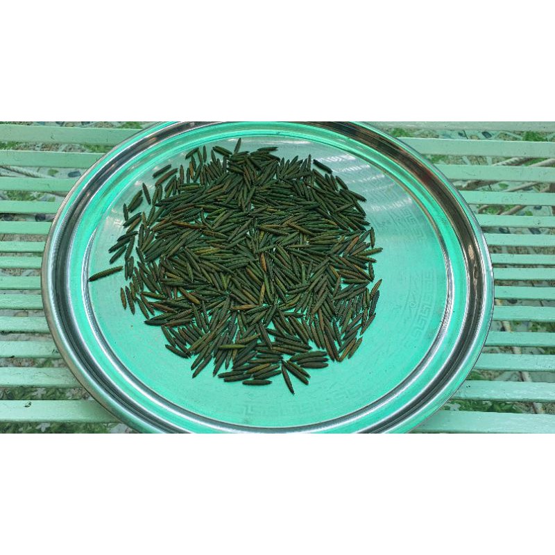 Hạt giống cây cỏ nổ  - 20 quả