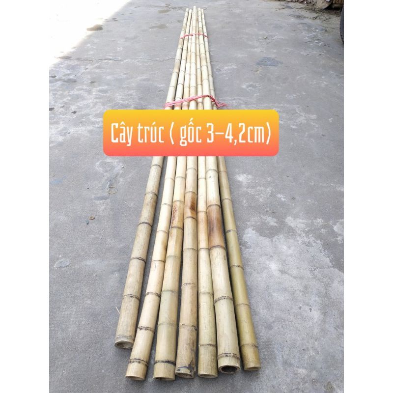 Cây tre trúc dài 1,2m thẳng đẹp, cọc cắm trại