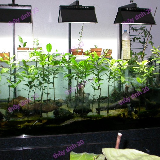 Cây Thủy Sinh -Trái Đước - Biotope -thủy sinh độc lạ