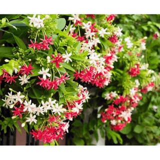 Cây sử quân tử, trang leo- Hoa đẹp trang trí sân vườn- Decor- Cây hoa kiểng Đồng Tháp