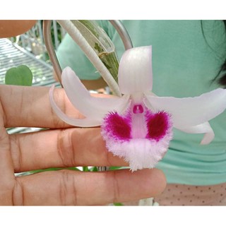 ki phi điệp mắt đỏ