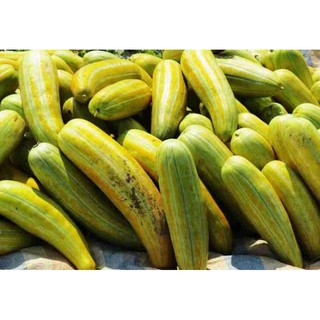 Hạt Giống Dưa Gang Rado 779