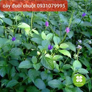 cây đuôi chuột khô 1kg