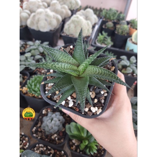 Sen đá Móng rồng xoáy xanh- Cây đã thuần - Cây đẹp giá rẻ | Haworthia limifolia fairy washboard