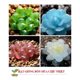 68A Hạt giống Sen đá Kim Cương (20 hạt)