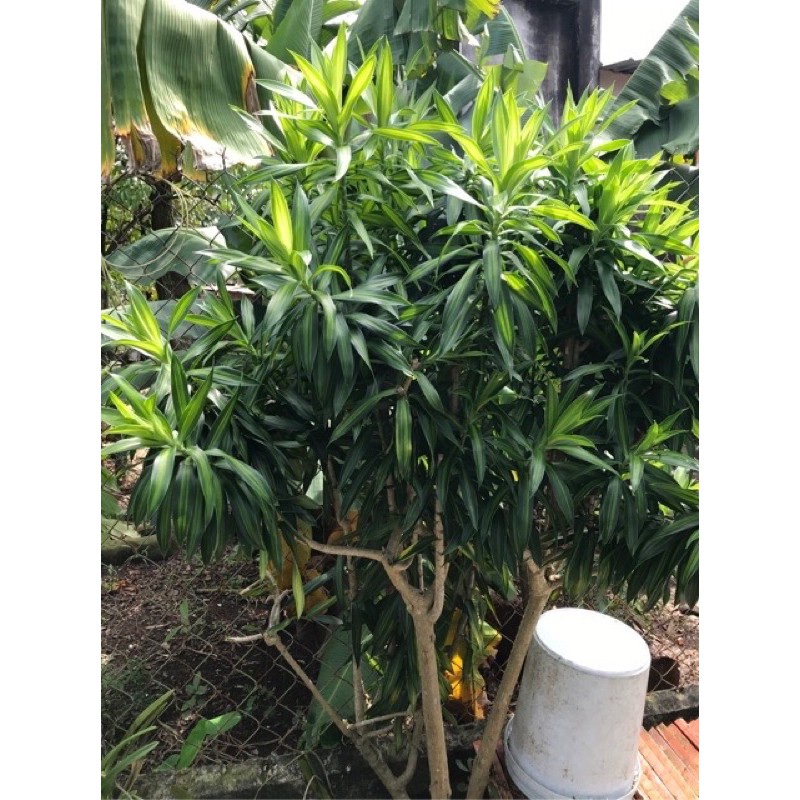 Cây trúc bách hợp 2 chồi