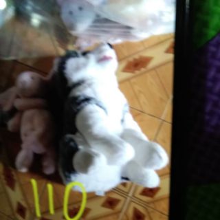 Gấu bông của phương thái