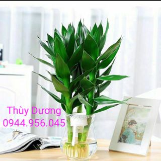 Lọ thủy tinh trồng cây , thả cá miệng loe.