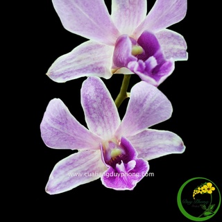 DENDRO NẮNG - TÍM HUẾ | Cây giống, cây rất siêng hoa và có mùi thơm nhẹ