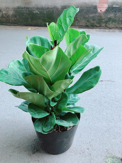 Cây Bàng Singapore Cao 55-60cm