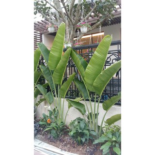 Chuối rẻ quạt - Hàng cao 2m