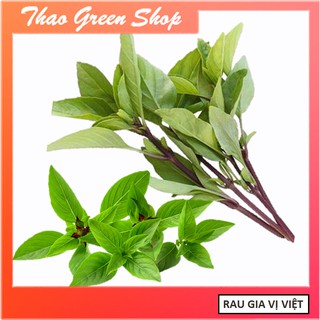 Hạt giống Húng Quế cao sản 5gr