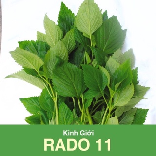 Hạt giống rau kinh giới