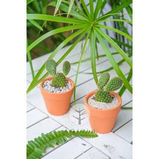 Cây xương rồng tai thỏ trồng trong chậu gốm - cây mệnh thổ, hỏa mộc
