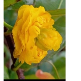 Cây mai cúc 2 tầng