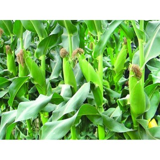 Hạt Giống Bắp Nếp Cao Sản