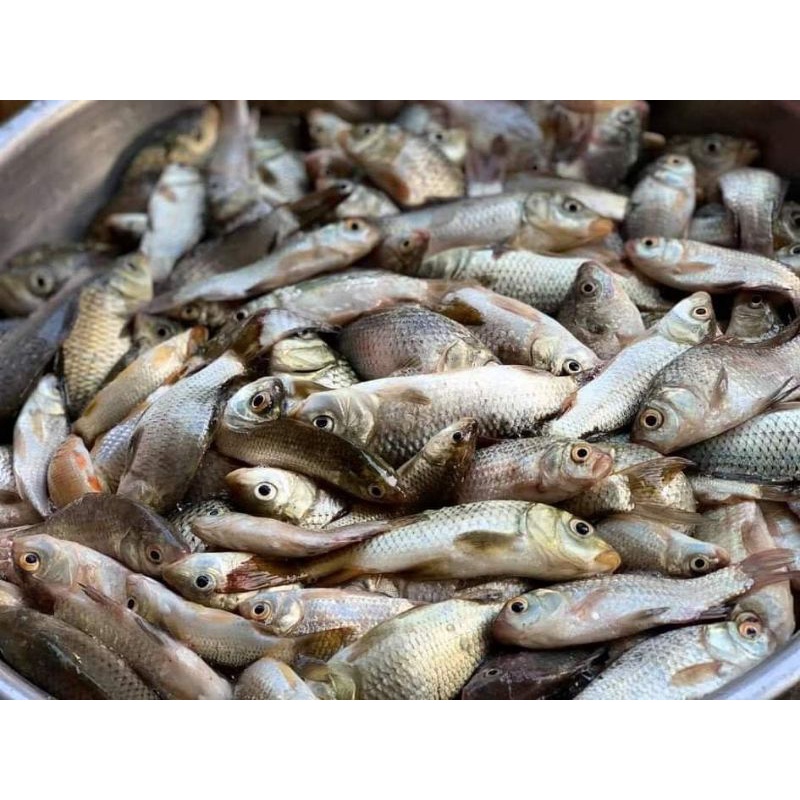 Mồi câu cá thương hiệu Gold. combo 4 gói