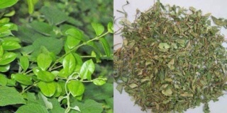 1 kg Dây thìa canh trị tiểu đường